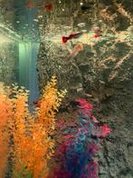 GUPPY MİX, Dieren en Toebehoren, Vissen | Aquariumvissen, Vis