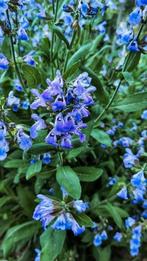 Kruiden zaden: Salie. Nieuw Oogst.  Bee-friendly & Edible., Ophalen of Verzenden, Voorjaar, Volle zon, Zaad
