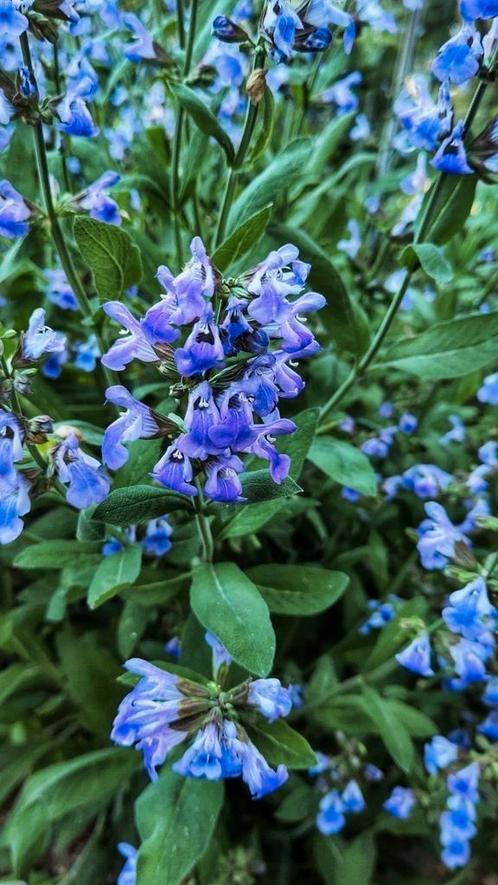 Kruiden zaden: Salie. Nieuw Oogst.  Bee-friendly & Edible., Tuin en Terras, Bloembollen en Zaden, Zaad, Voorjaar, Volle zon, Ophalen of Verzenden