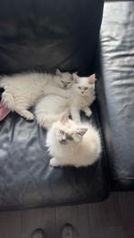 Siamees seal point/Ragdoll blue lynx kittens, Dieren en Toebehoren, Katten en Kittens | Overige Katten, Meerdere dieren, Langharig