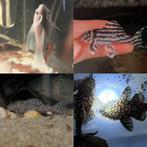 L236SW Thin Line, L46 Zebra , L519, L144 Snow White Longfin, Dieren en Toebehoren, Vis