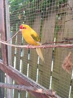 Kakariki koppel, Dieren en Toebehoren, Vogels | Parkieten en Papegaaien, Meerdere dieren, Parkiet, Tam