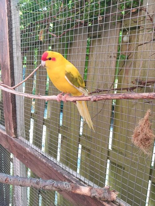 Kakariki koppel, Dieren en Toebehoren, Vogels | Parkieten en Papegaaien, Parkiet, Meerdere dieren, Tam