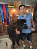 Searching room, Huizen en Kamers