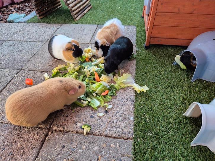 Cavia vakantie opvang, Dieren en Toebehoren, Knaagdieren en Konijnen | Toebehoren, Nieuw, Verzorging, Ophalen