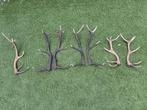 Gewei stangen Schots edelhert, Verzamelen, Dierenverzamelingen, Verzenden, Hert, Gewei of Kop