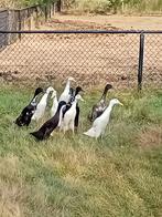 4 jonge Indische loopeenden ( fleseenden ), Dieren en Toebehoren, Meerdere dieren, Eend