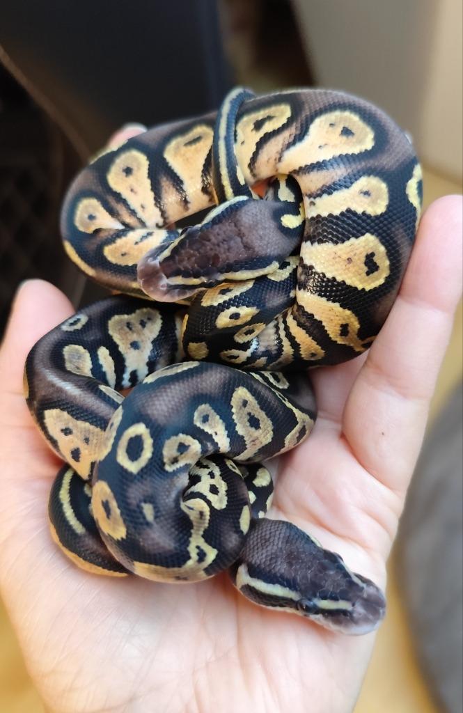 2.0 Pastel Blackhead het. DG Koningspython