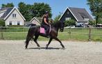 Knappe 7 jarige Friese merrie, Dieren en Toebehoren, Paarden, B, 7 tot 10 jaar, 160 tot 165 cm, Recreatiepaard