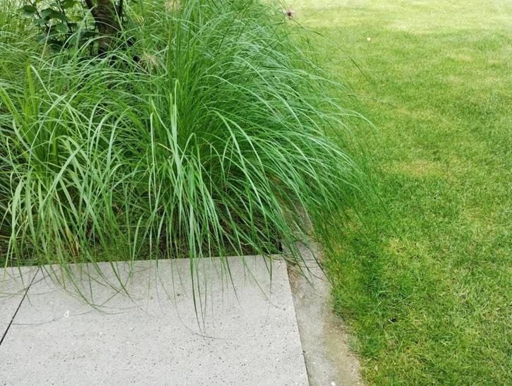 lampenpoetsersgras Pennisetum alopecuroides "Hameln", Tuin en Terras, Planten | Tuinplanten, Vaste plant, Siergrassen, Halfschaduw