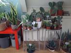 Verschillende Cactussen (groot en klein) - Cactus / Vetplant, Ophalen, Cactus, Minder dan 100 cm, Volle zon