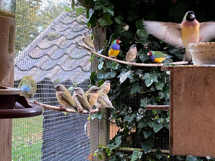 RUILEN: 2 jonge Gouldamadines voor 1 oranjekop of witbuik, Dieren en Toebehoren, Vogels | Overige Vogels, Meerdere dieren