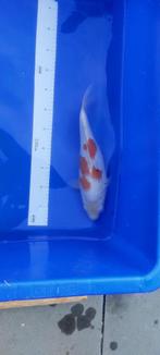 Koi Kohaku, Dieren en Toebehoren, Vissen | Vijvervissen, Karper of Koi