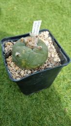 CACTUS LOPHOPHORA ECHINATA GROTE BOL PLANT, Cactus, Minder dan 100 cm, Ophalen of Verzenden, Halfschaduw