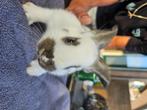 Kruising lotharinger/duitse reus 1 voedsters, Meerdere dieren, Groot, 0 tot 2 jaar