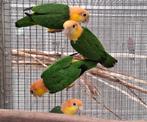 Roestkop Caique Man, Mannelijk, Papegaai, Geringd