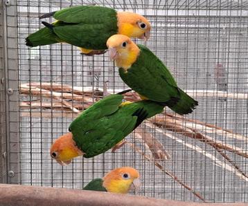 Roestkop Caique Man beschikbaar voor biedingen
