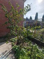 Pruimenboom, Ophalen, Volle zon, Overige soorten, 100 tot 250 cm