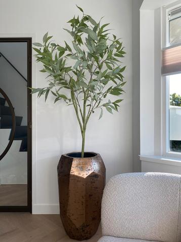 Eucalyptusboom H150 | merk Pot & Vaas beschikbaar voor biedingen