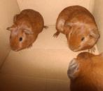 2 jonge cavia's leuke kleur, Dieren en Toebehoren, Knaagdieren, Cavia, Mannelijk, Tam, September