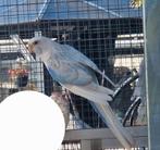 Rosella's 25, Meerdere dieren, Parkiet, Geringd