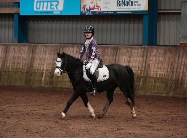 1e premie A Welsh, Dieren en Toebehoren, Pony's, Merrie, B, A pony (tot 1.17m), 7 tot 10 jaar, Met stamboom, Gechipt, Ontwormd