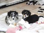 Nova scotia duck tolling retriever x border collie pups, Nederland, Labrador retriever, Meerdere, Meerdere dieren