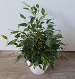 Mooie Ficus Benjamina in leuke witte sierpot., Huis en Inrichting, Ophalen, Ficus, In pot, Minder dan 100 cm