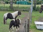 Zwartbonte shetlander hengst tekoop, Dieren en Toebehoren, Stalling en Weidegang