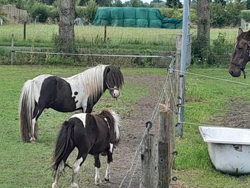 Zwartbonte shetlander hengst tekoop  beschikbaar voor biedingen