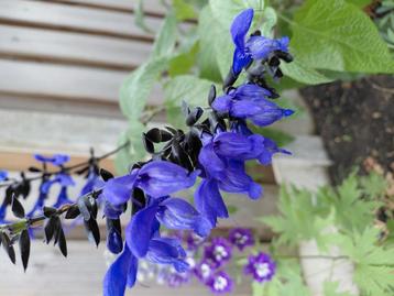 salvia beschikbaar voor biedingen