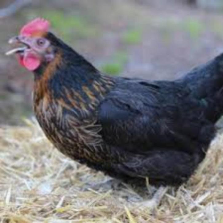 Jonge leghennen, legkippen bruin & wit & Zwart, Dieren en Toebehoren, Pluimvee, Kip, Meerdere dieren
