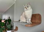 Katten wandmeubel met opstapje.Multifunctioneel te plaatsen, Ophalen of Verzenden, Nieuw