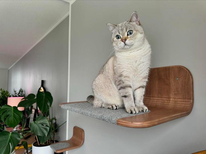 Katten wandmeubel met opstapje.Multifunctioneel te plaatsen, Dieren en Toebehoren, Katten-accessoires, Nieuw, Ophalen of Verzenden