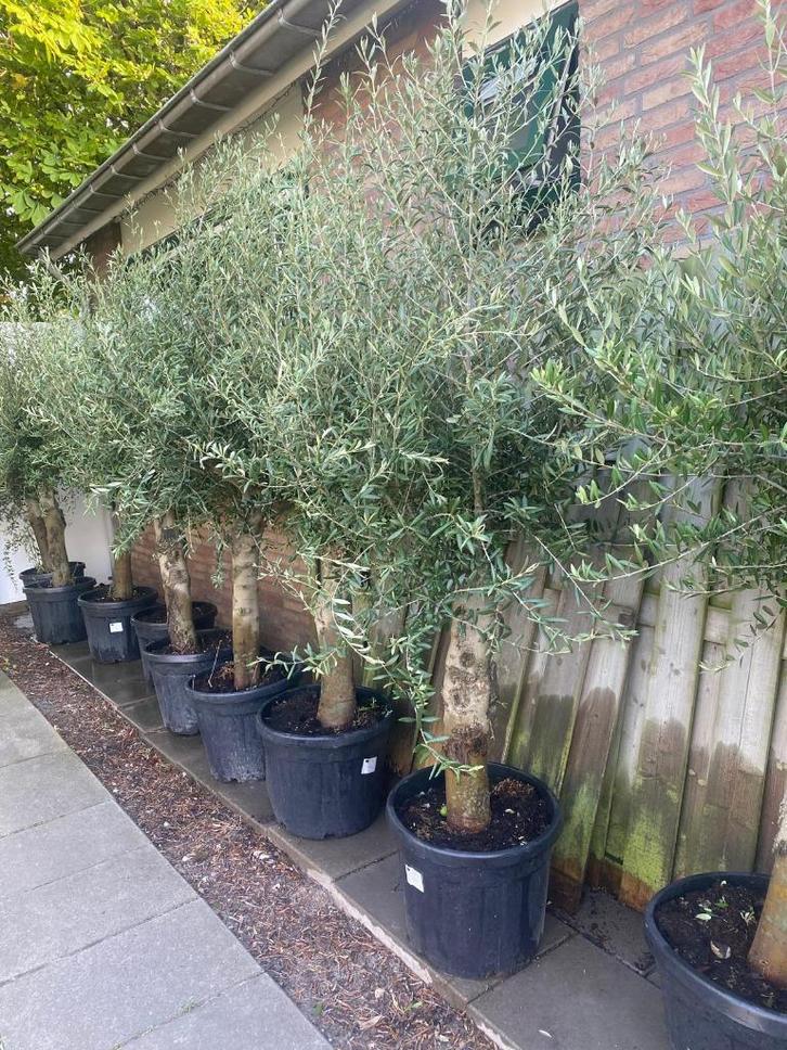 Topkwaliteit Super mooie dikke olijfbomen, Tuin en Terras, Planten | Bomen, Olijfboom, 100 tot 250 cm, Volle zon, Lente, In pot