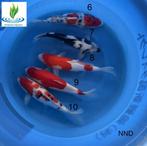 Koi Nisai Mix, Karper of Koi