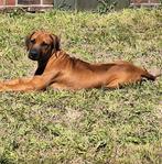 Laatste Prachtige rhodesian ridgeback pup, Dieren en Toebehoren, 8 tot 15 weken, Meerdere, Meerdere dieren, Nederland