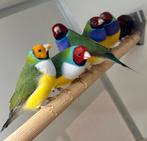 Gouldamadines koppels en mannen, Dieren en Toebehoren, Vogels | Overige Vogels, Meerdere dieren