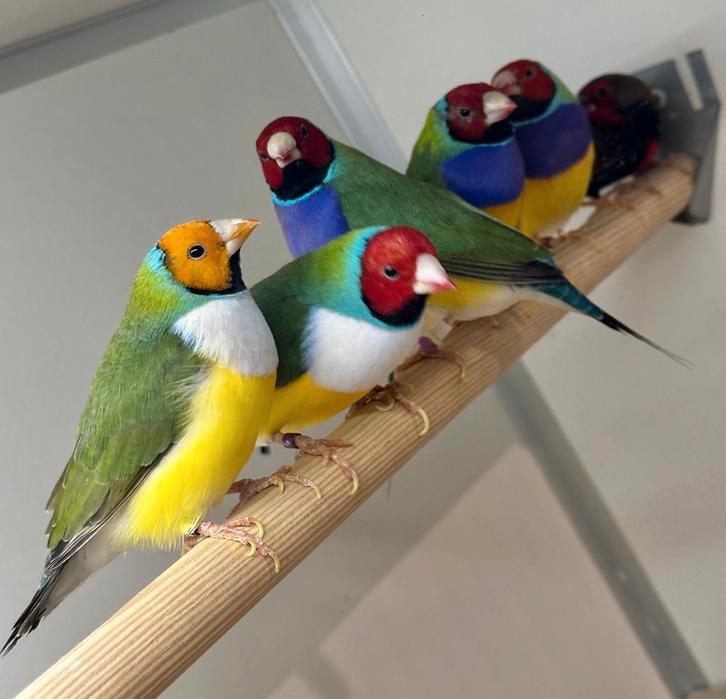 Gouldamadines koppels en mannen, Dieren en Toebehoren, Vogels | Overige Vogels, Meerdere dieren