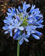Agapanthus, Ophalen, Zomer, Overige soorten, Volle zon