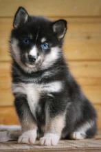 Mooie pomsky pups, Dieren en Toebehoren, Rabiës (hondsdolheid), Overige rassen, 8 tot 15 weken, Meerdere