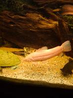 Albino kwikwi 2, Dieren en Toebehoren, Vis, Zoetwatervis, Schoolvis