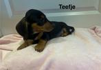 Puppy’s teckels, Dieren en Toebehoren, Honden | Teckels en Dashonden, Standaard, CDV (hondenziekte), 8 tot 15 weken, Korthaar