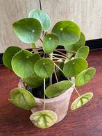 Mooie grote pannenkoekplant met pot., Huis en Inrichting, Kamerplanten, Ophalen, Overige soorten, Halfschaduw, In pot