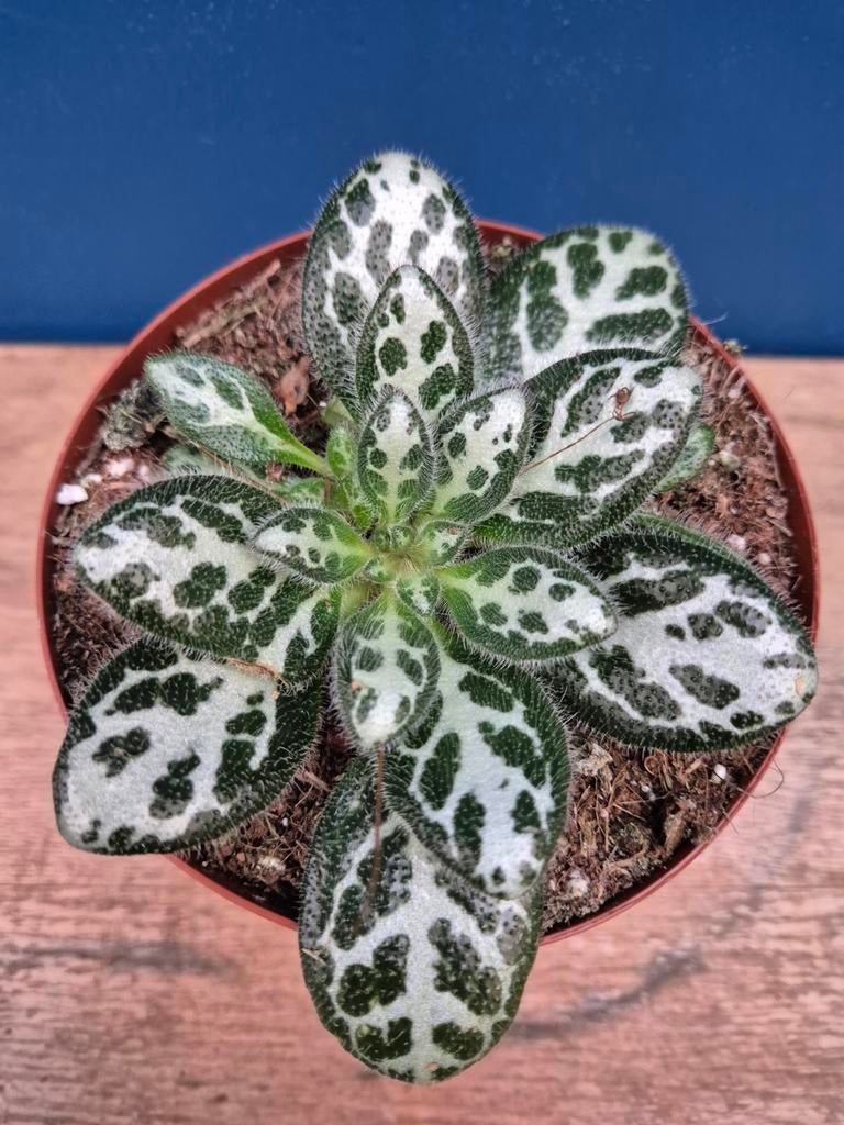 Primulina Sinovietnamica White p12