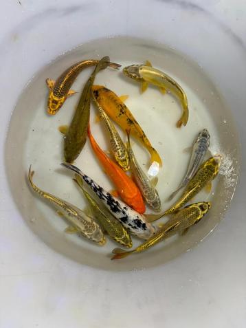 Koi / kois / koi karper / koikarper / siervis