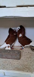 Te koop sierduiven Oudhollands kapucijnen duiven, Dieren en Toebehoren, Vogels | Duiven, Meerdere dieren, Overige soorten