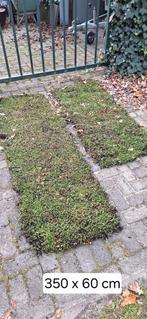 Sedummatten - Ideaal voor dak & tuin!, Ophalen