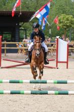 Lieve en sportieve C pony, Dieren en Toebehoren, 11 jaar of ouder, Merrie, Gechipt, L