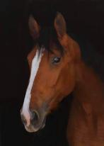 Drachtige merrie, Merrie, Springpaard, 3 tot 6 jaar, 165 tot 170 cm